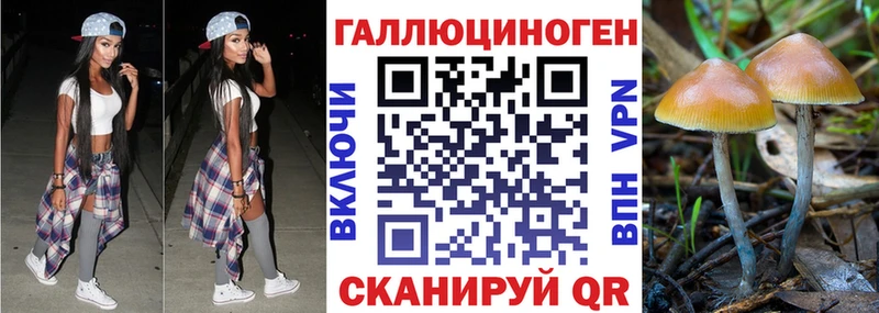 закладки  Кировград  Псилоцибиновые грибы Psilocybe 
